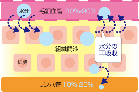 足のむくみと下肢静脈瘤 お茶の水血管外科クリニック